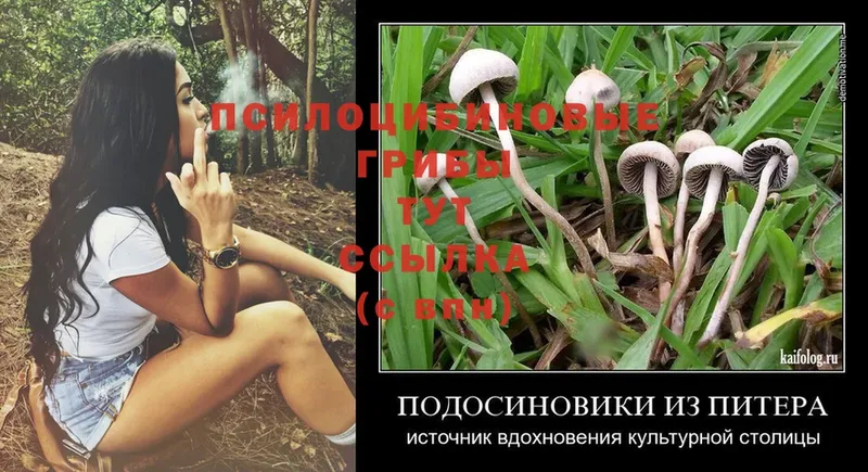 Псилоцибиновые грибы Psilocybe  даркнет клад  Миасс  наркошоп 